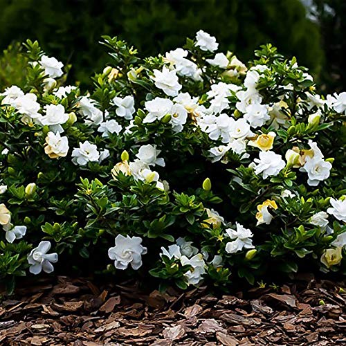 2 Gal Gardenia U94759