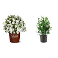 2 Gal Gardenia U94759