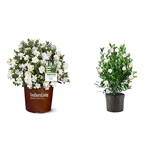 2 Gal Gardenia U94759
