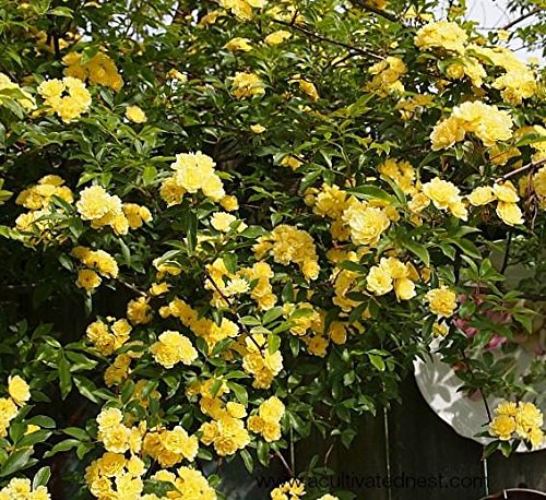 Yellow Climbing Rose - Live Plant - Full Gallon Pot T555