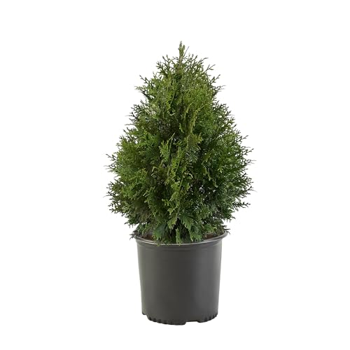 2.25 Gal Green Arborvitae Shrub K143343