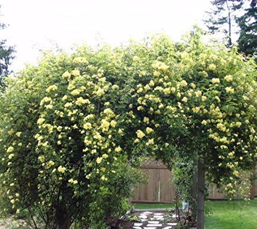 Yellow Climbing Rose - Live Plant - Full Gallon Pot T555