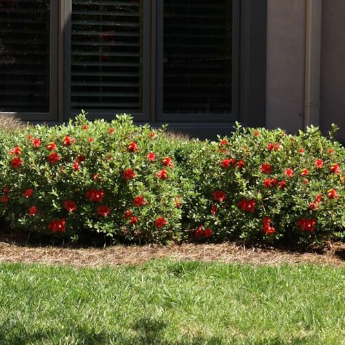 3 Gal. Azalea Shrub X372