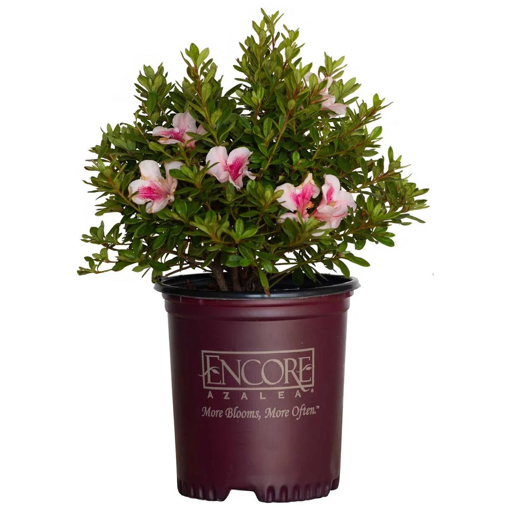 Pink Flowering Shrub (2 Gallon) Q812