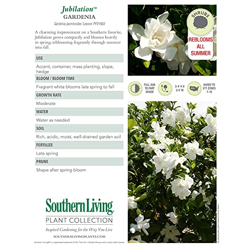 2 Gal Gardenia U94759