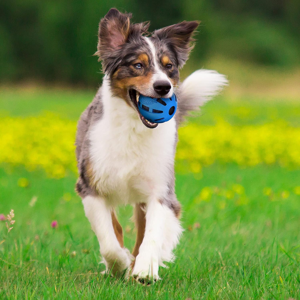 Blue Rubber Ball Dog Toy X630