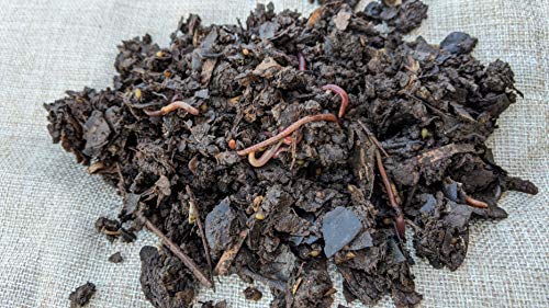 1/2 LB Red Wiggler Compost Worm Blend W792