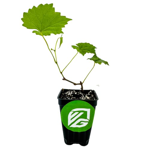 Blanc du Bois Grape Starter Plant V22030