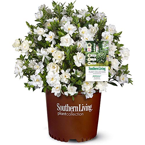 2 Gal Gardenia U94759