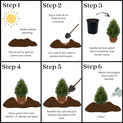 2.25 Gal Green Arborvitae Shrub K143343