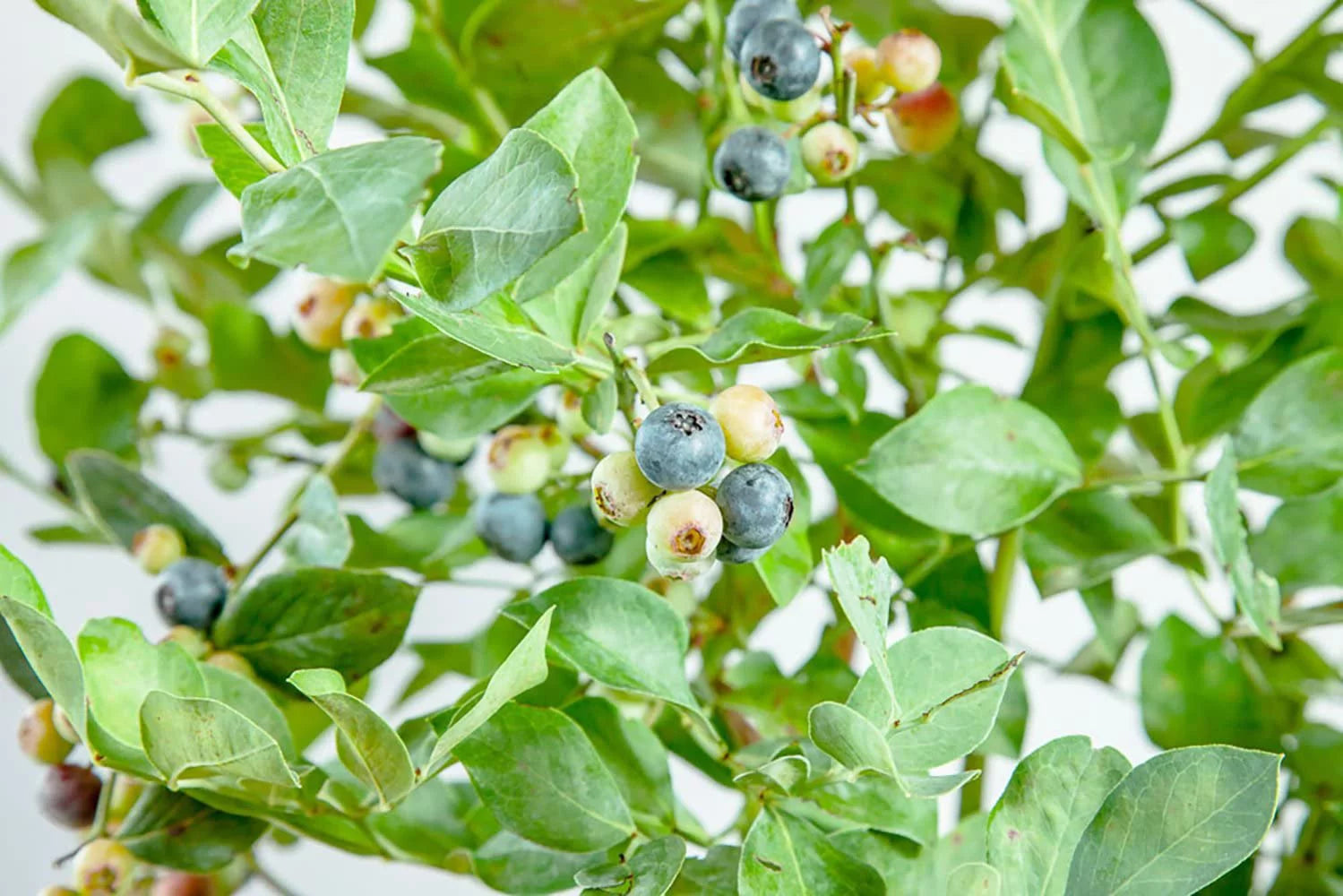 3 Gal Powder Blue Blueberry W97067