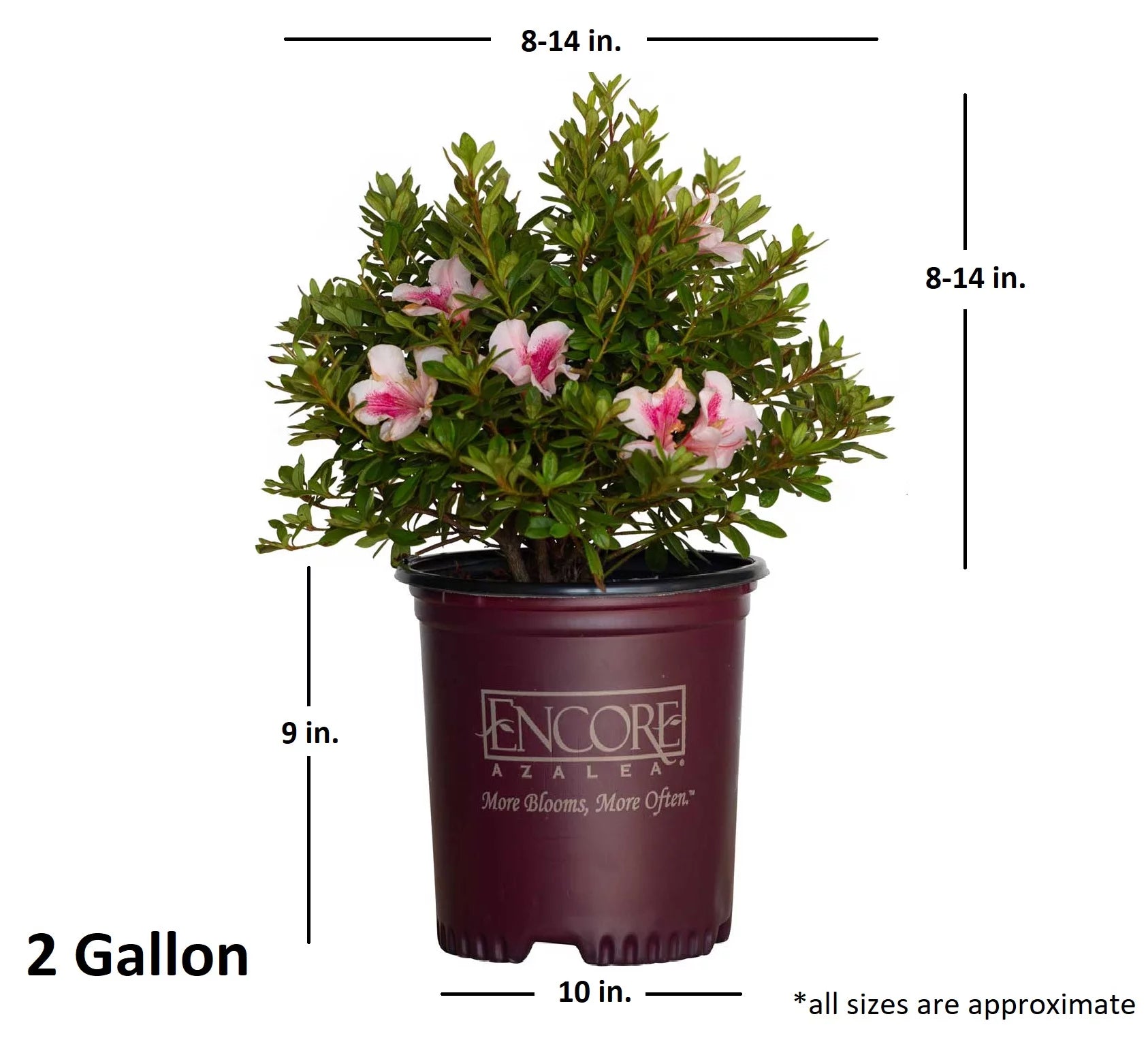 Pink Flowering Shrub (2 Gallon) Q812