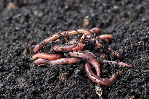 1/2 LB Red Wiggler Compost Worm Blend W792