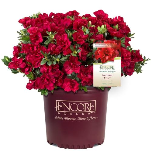 3 Gal. Azalea Shrub X372