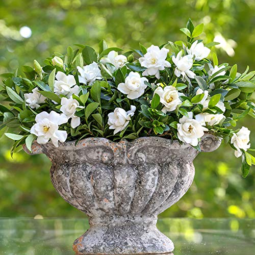 2 Gal Gardenia U94759