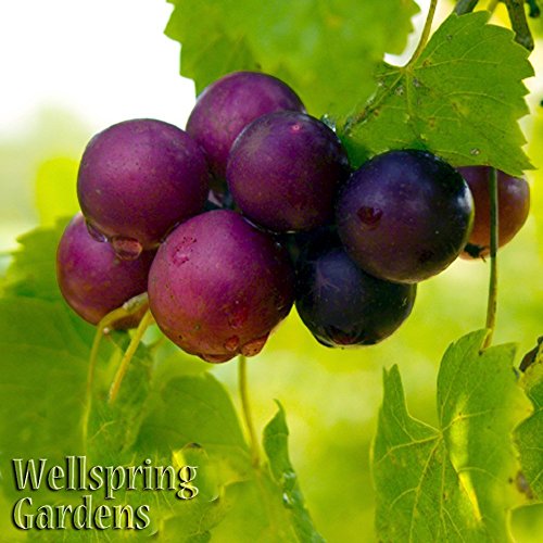 Blanc du Bois Grape Starter Plant V22030