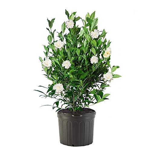 2 Gal Gardenia U94759