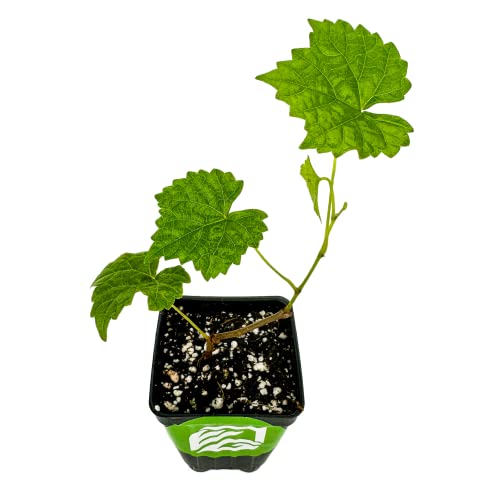 Blanc du Bois Grape Starter Plant V22030