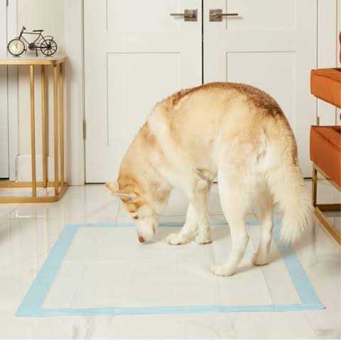 Giant Potty Pads Odor Eliminating 36 x Pee Pads U50213