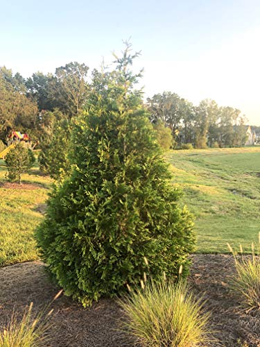 2.25 Gal Green Arborvitae Shrub K143343