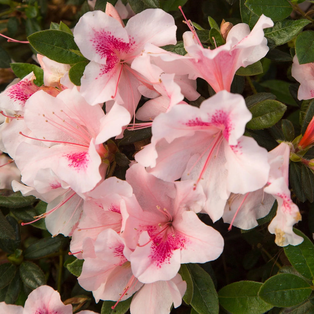 Pink Flowering Shrub (2 Gallon) Q812