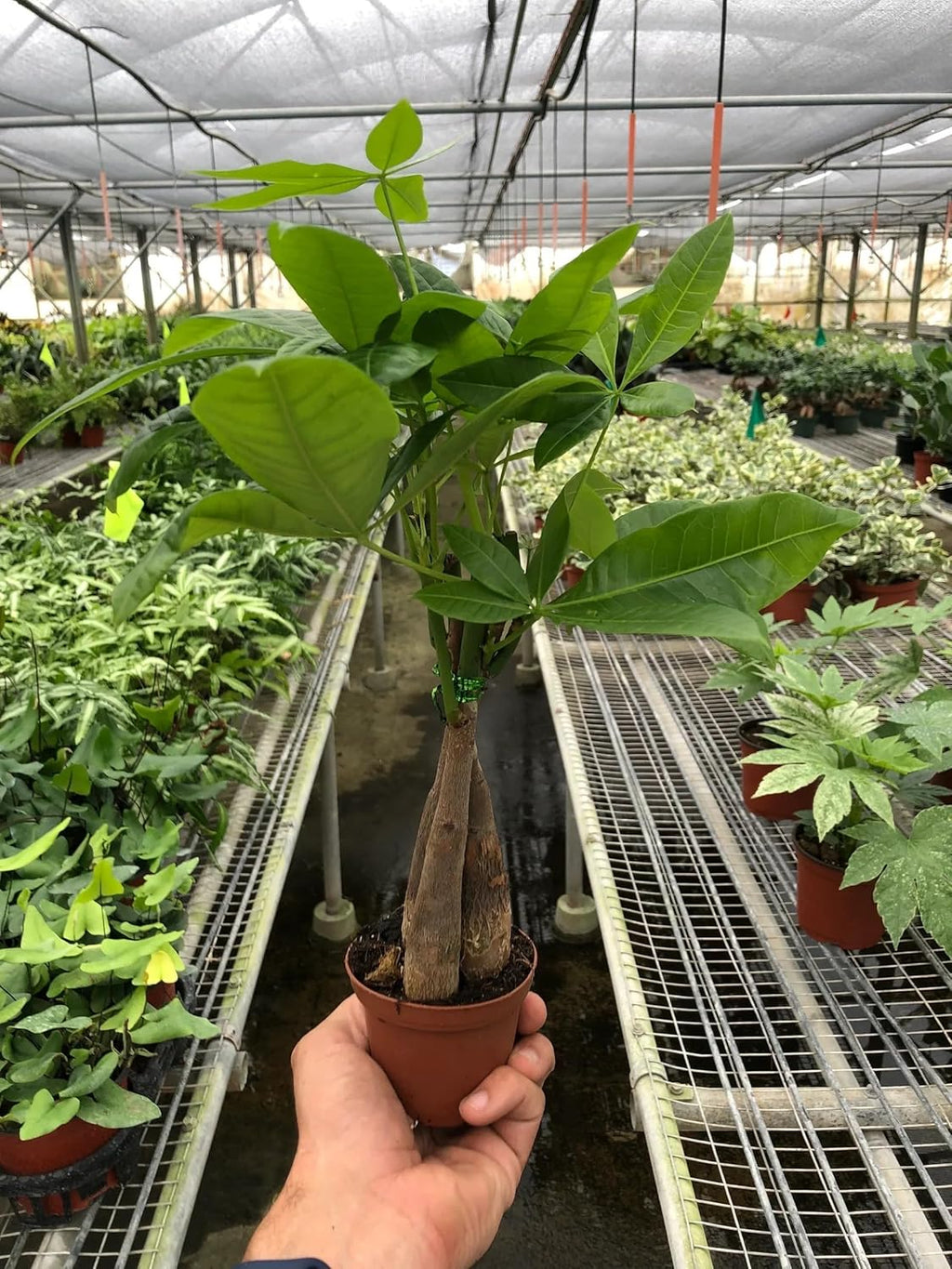 4" Pot Live Plant Pachira Braid M663321