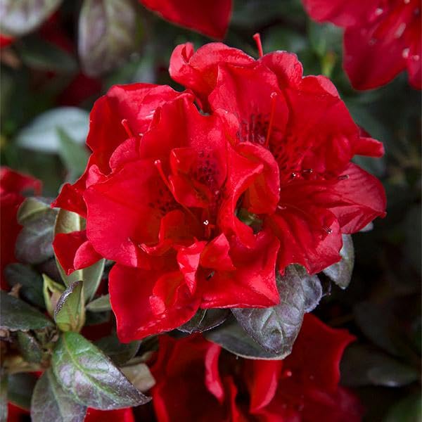 3 Gal. Azalea Shrub X372
