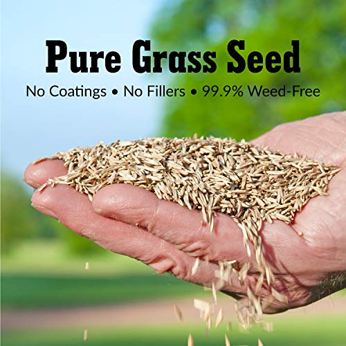 3 lbs. Tall Fescue Grass Seed O44199