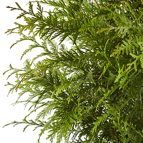 2.25 Gal Green Arborvitae Shrub K143343