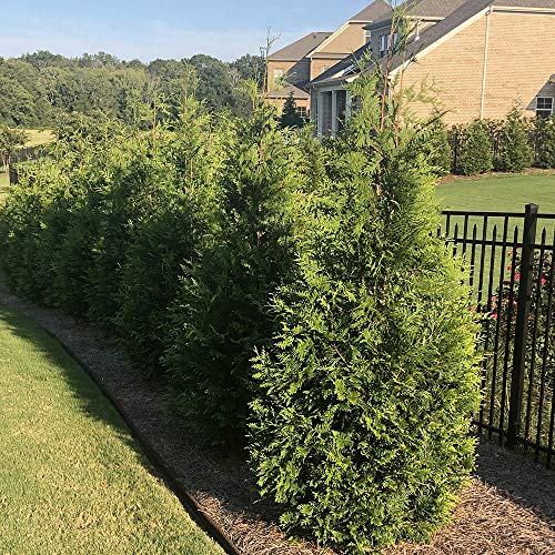 2.25 Gal Green Arborvitae Shrub K143343