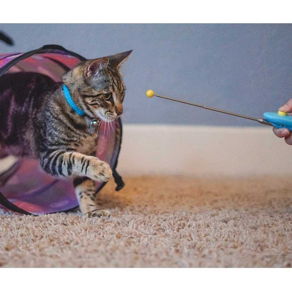 Cat Training Clicker Kit with Target Stick F3793