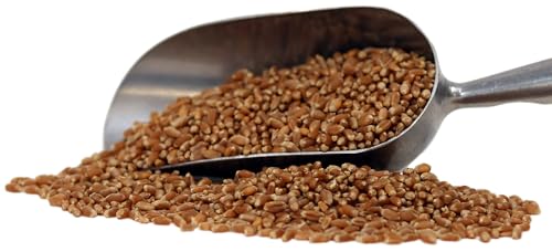 Organic Hard Red Wheat Berries - 3lbs L56335
