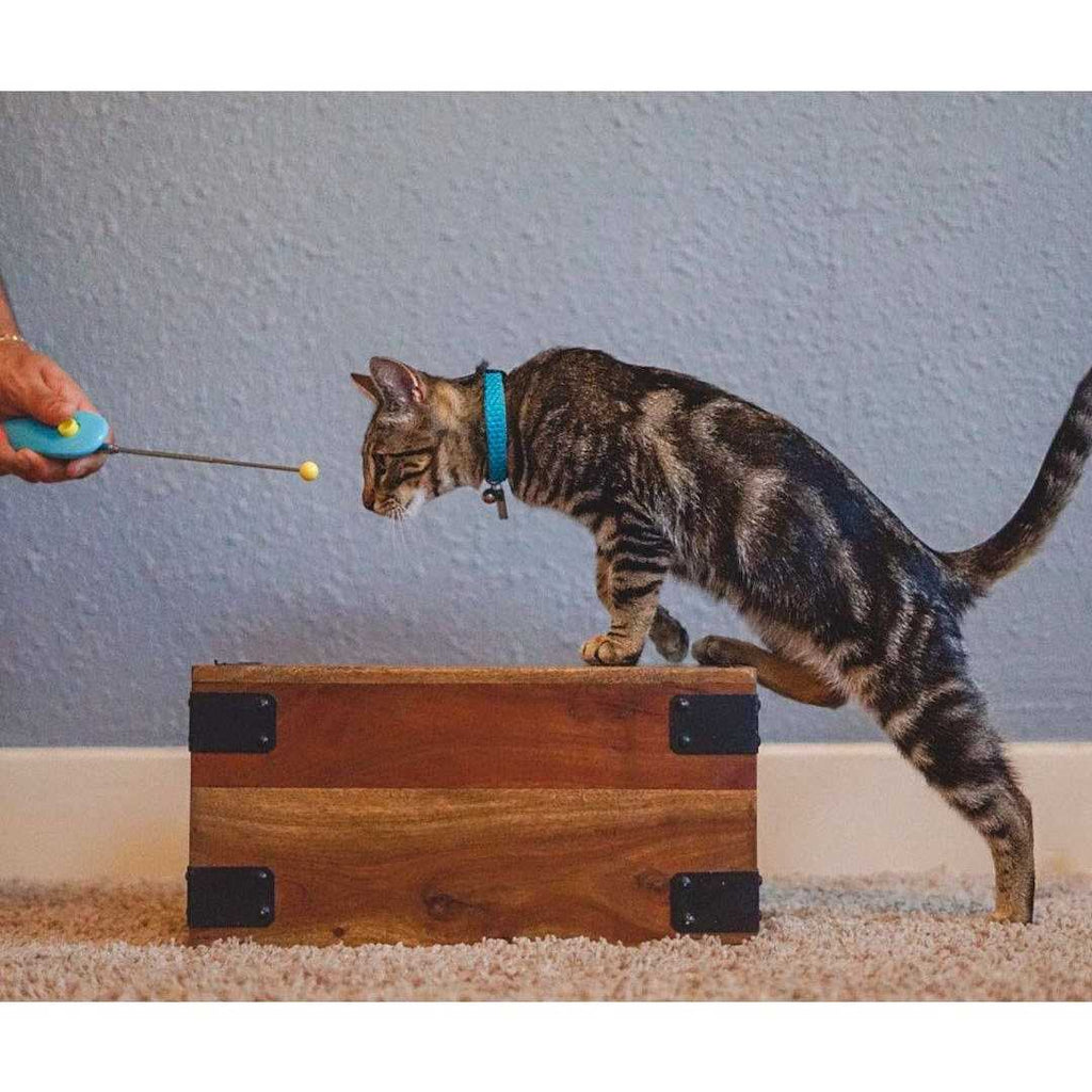 Cat Training Clicker Kit with Target Stick F3793