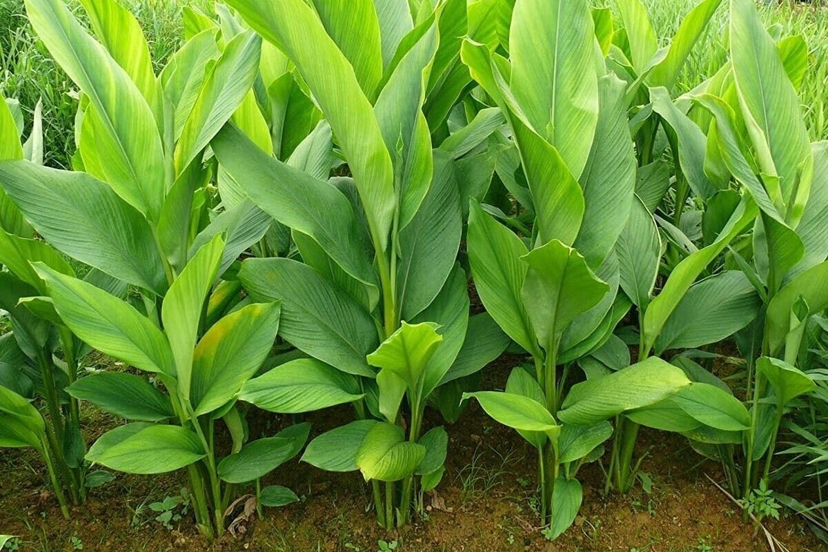 10 Turmeric Rhizomes K5224