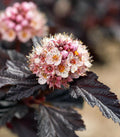 Ninebark F212461