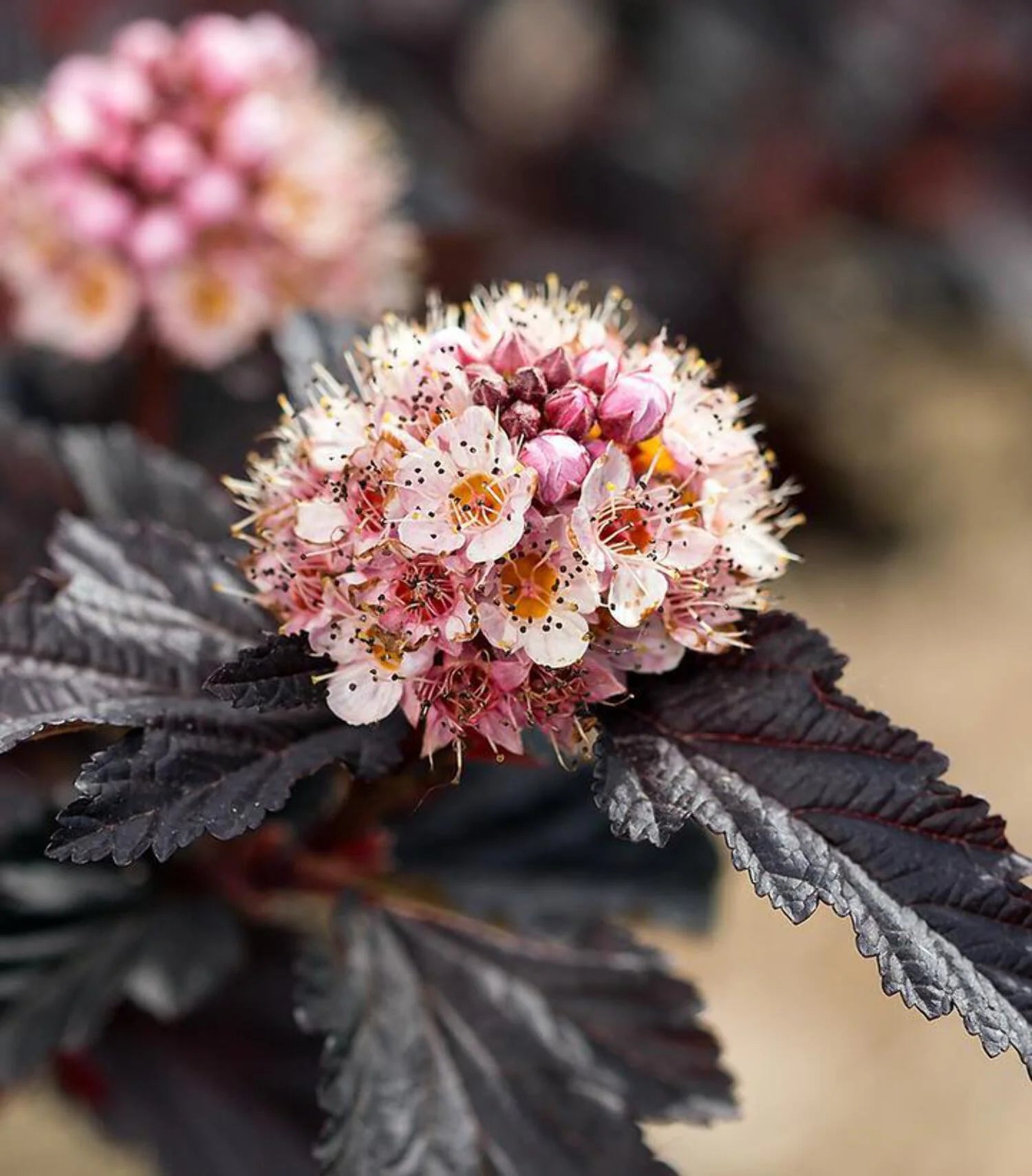 Ninebark F212461