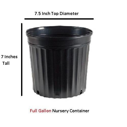Yellow Climbing Rose - Live Plant - Full Gallon Pot T555