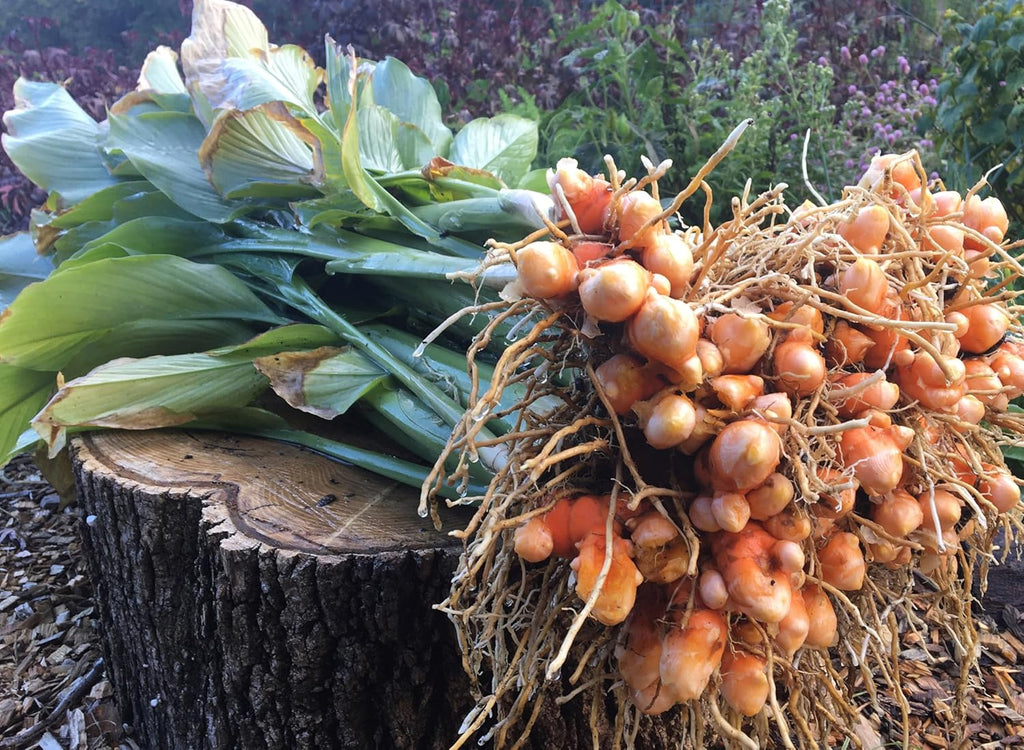 10 Turmeric Rhizomes K5224