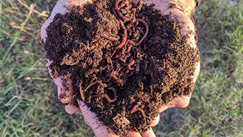 1/2 LB Red Wiggler Compost Worm Blend W792