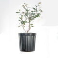 3 Gal Powder Blue Blueberry W97067