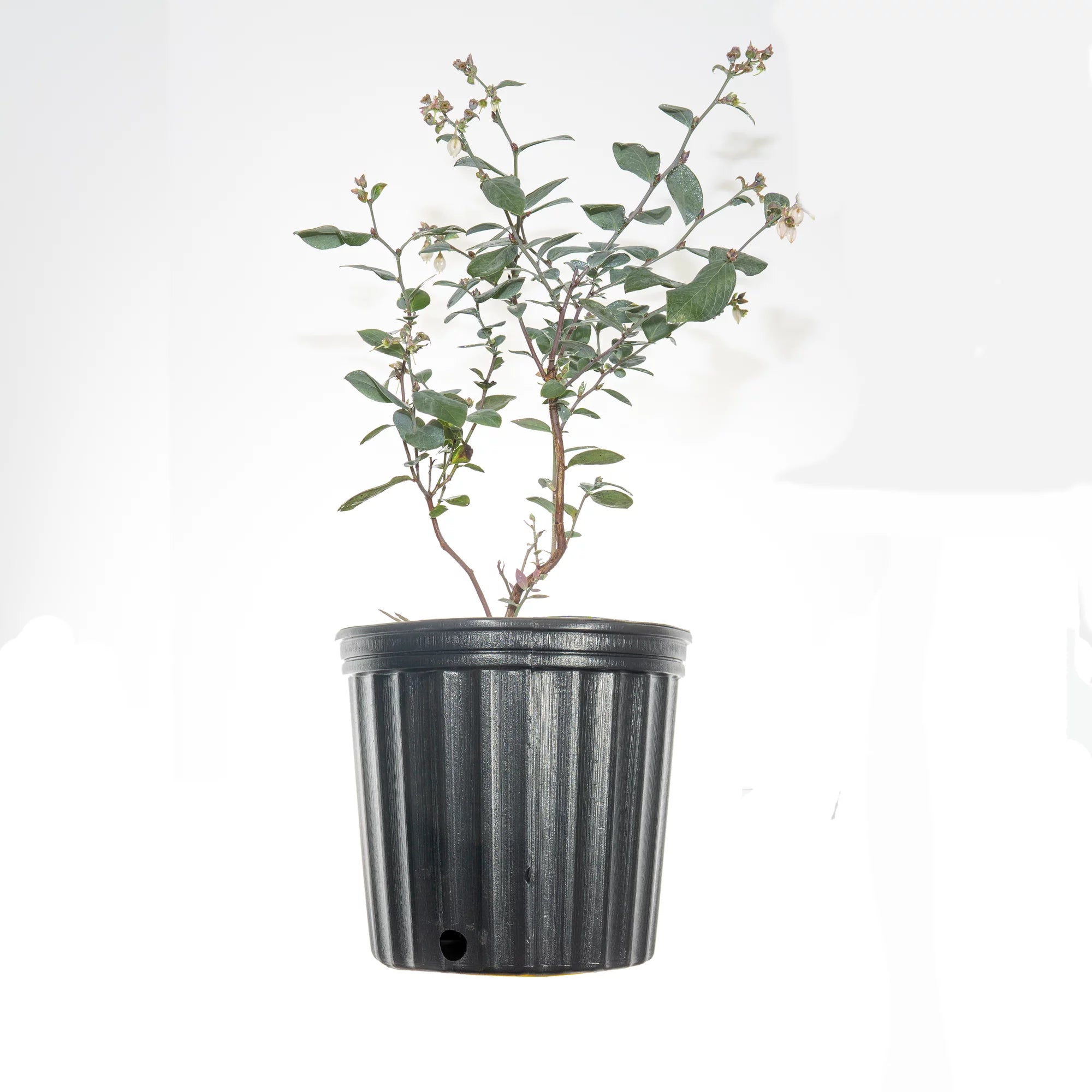 3 Gal Powder Blue Blueberry W97067