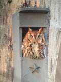Screech Owl House Nesting Box Z22904