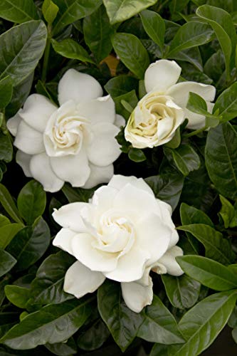 2 Gal Gardenia U94759
