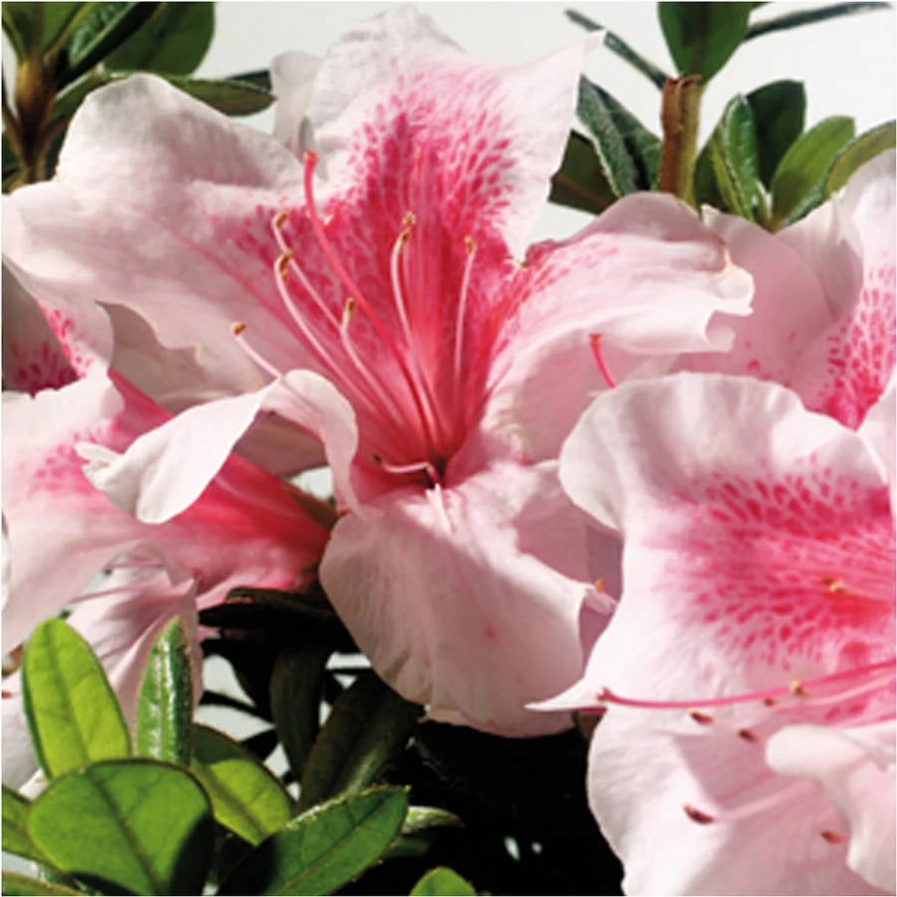 Pink Flowering Shrub (2 Gallon) Q812