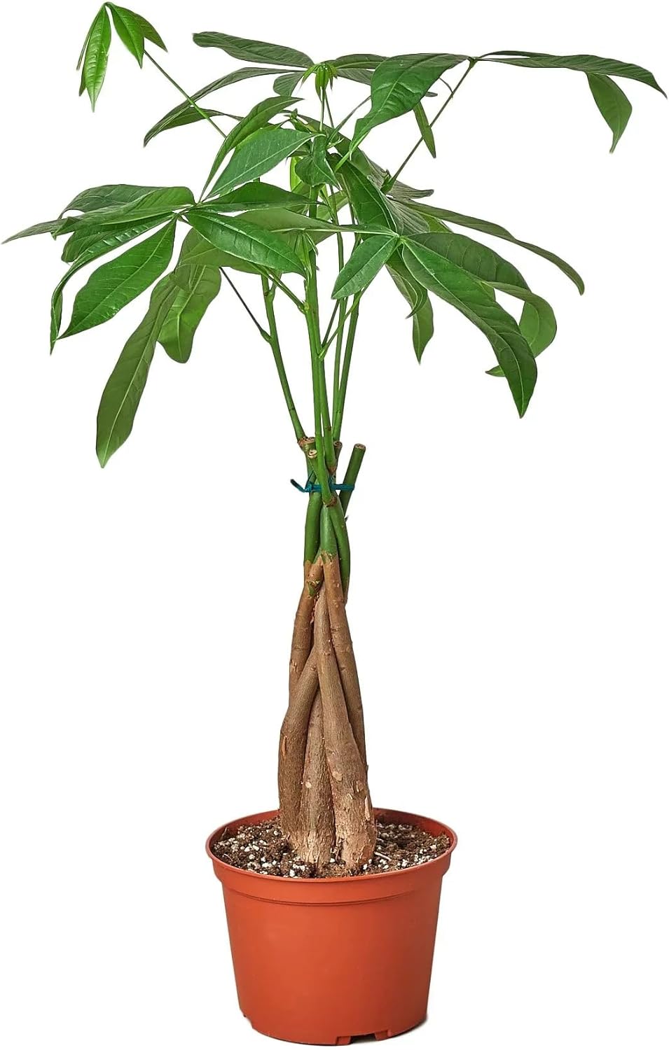 4" Pot Live Plant Pachira Braid M663321