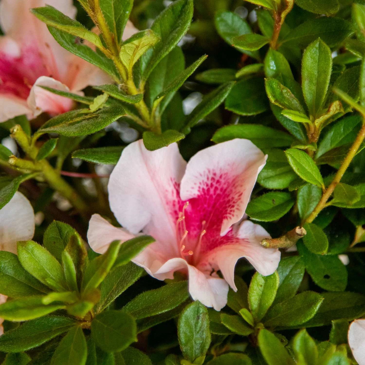 Pink Flowering Shrub (2 Gallon) Q812