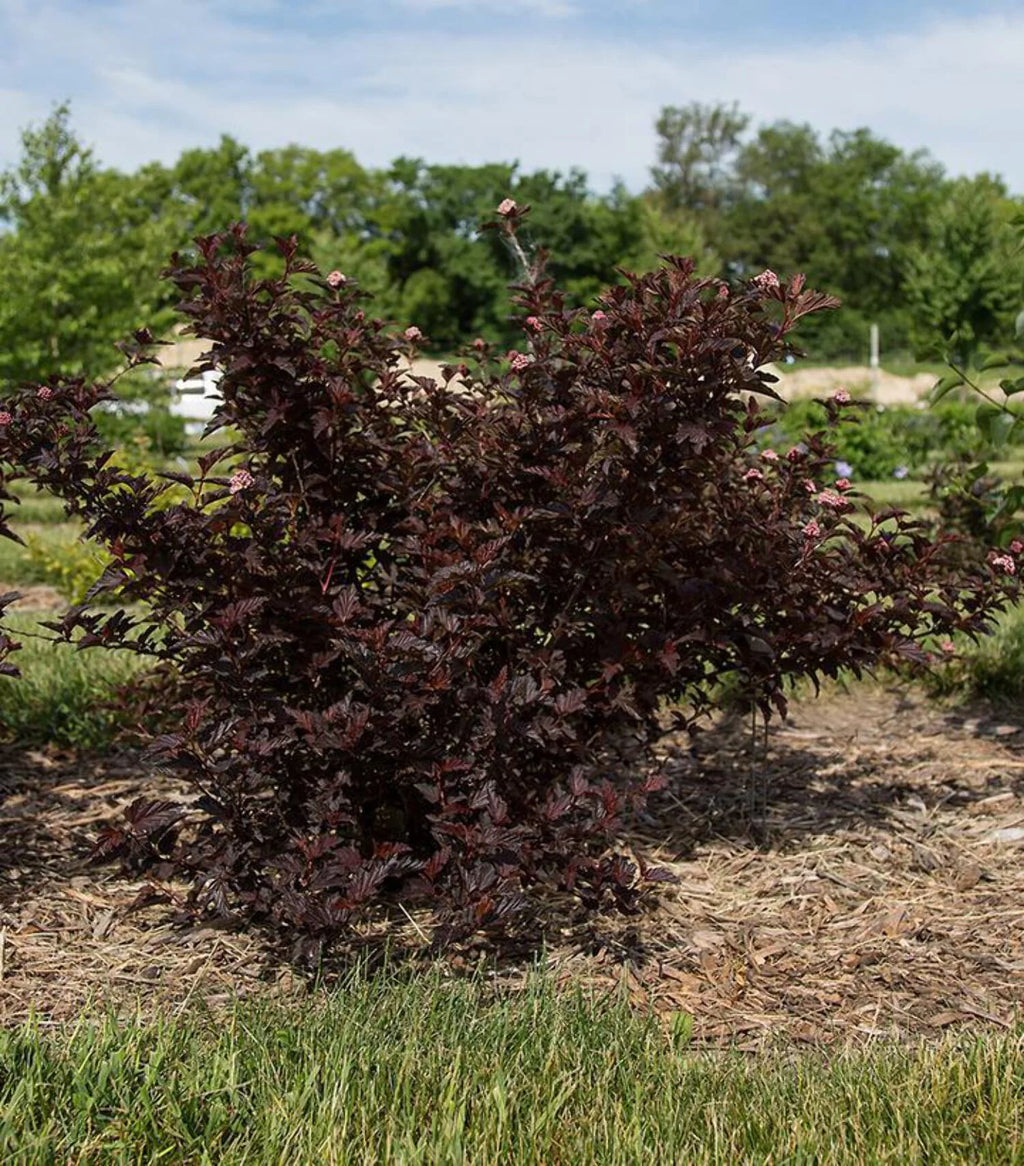 Ninebark F212461