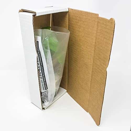 Blanc du Bois Grape Starter Plant V22030