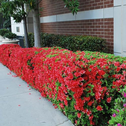 3 Gal. Azalea Shrub X372