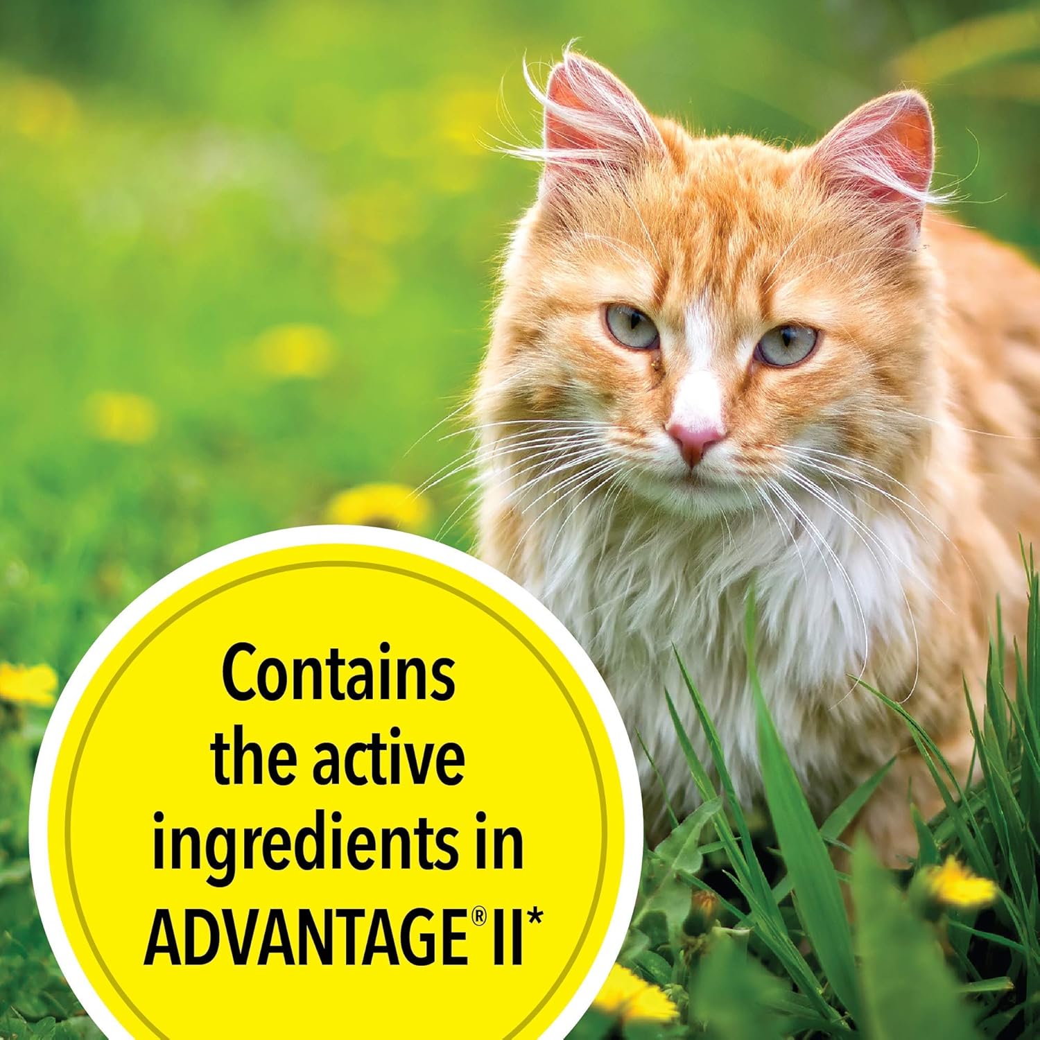 6 Doses Flea Treatment for Large Cats 9+ lbs Y6582
